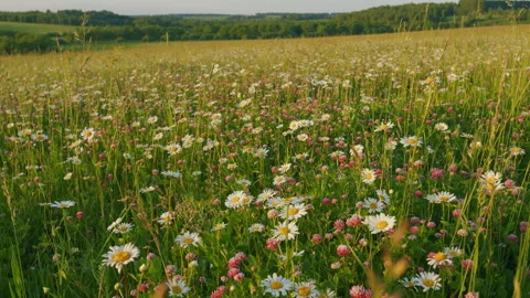 Wild Field Flowers. Common Daisy. Daisy And Clovers Flowers On Green Meadow. Wil Stock Footage 302574627