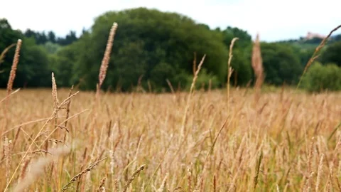 Wild field Stock Footage 94563025