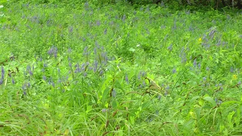 Wild field grass Vidéo 93049355