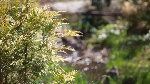 Wild field of grass on sunset, soft sun rays, warm toning, lens flares, shallow Stock Footage 108301796