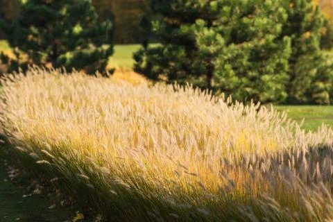 Wild field of grass on sunset, soft sun rays Stock Photos