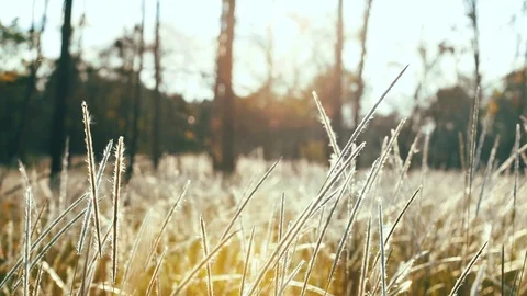 Wild field of grass on sunset,Field of grass during sunset, Stock Footage 117456308