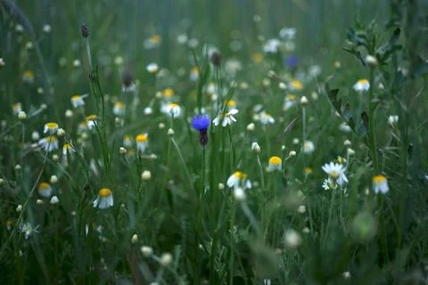Wild field meadow with purple blue cornflowers Stock Photos