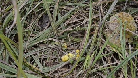 Wild field mouse crawls out of mink and steals corn from the fisher. Stock Footage 100627917