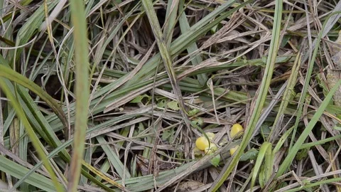 Wild field mouse crawls out of mink and steals corn from the fisher. Stock Footage 100627929