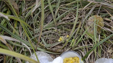 Wild field mouse crawls out of mink and steals corn from the fisher. Stock Footage 100627952
