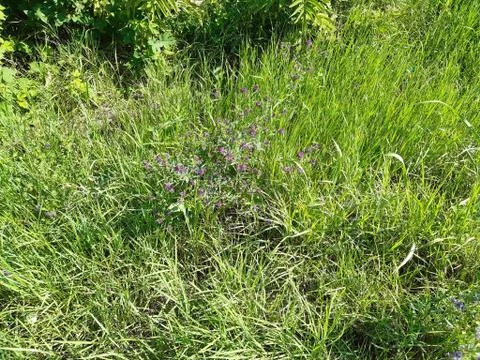 Wild Field Stock Photos
