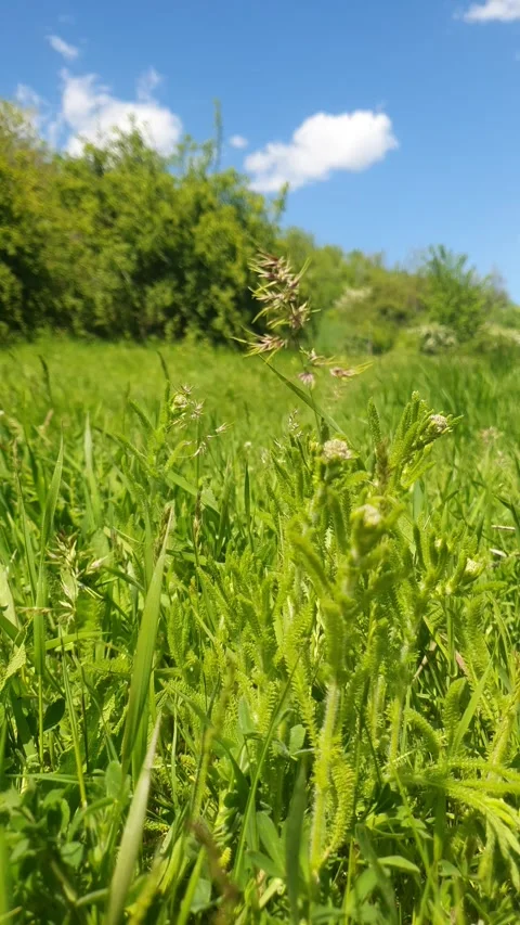 Wild field on a summer day Stock Footage 243486661