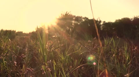 Wild field on sunset background Stock Footage 68679699