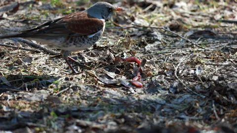 Wild fieldfare thrush catching large earthworm on muddy spring ground Video stock 332046148