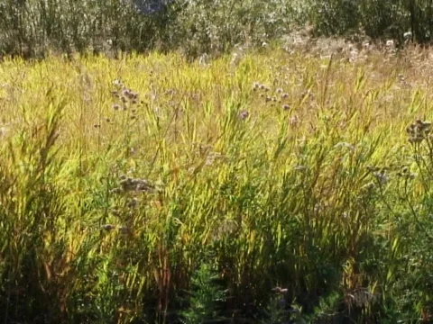 Wild Fields 1 Stock Footage 490039