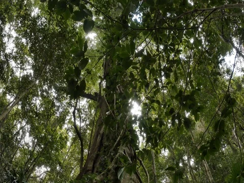 Wild fig tree buttress root rainforest ecosystem natural forest Stock Footage 74308694