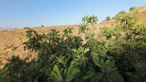 Wild fig tree on the mountain 스톡 동영상 342330608