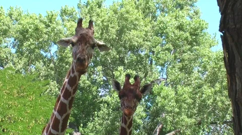 Wild file 1 Stock Footage 774118