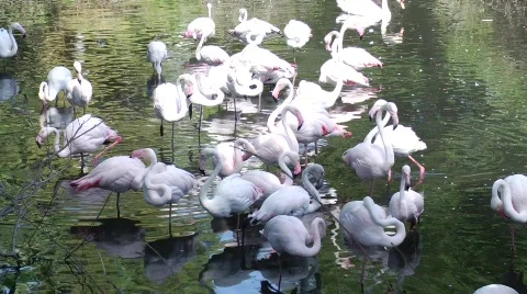 Wild File 2 Stock Footage 774134