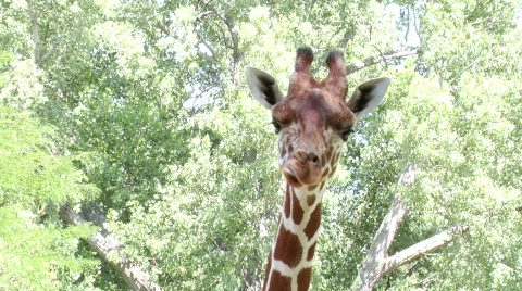 Wild file 3 Stock Footage 774098