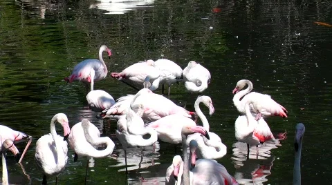 Wild file 4 Stock Footage 774116