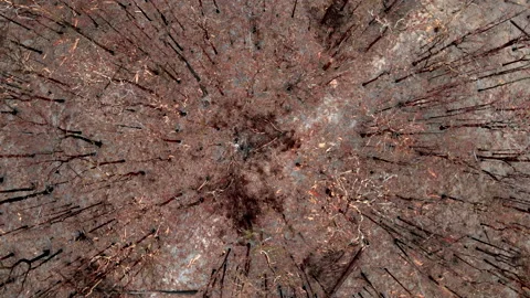 Wild Fire Aftermath Stock Footage 158478733