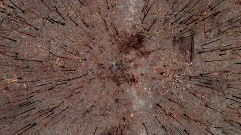 Wild Fire Aftermath Stock Footage 158512148