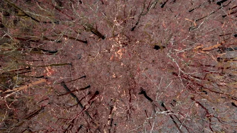 Wild Fire Aftermath Stock Footage 158516343