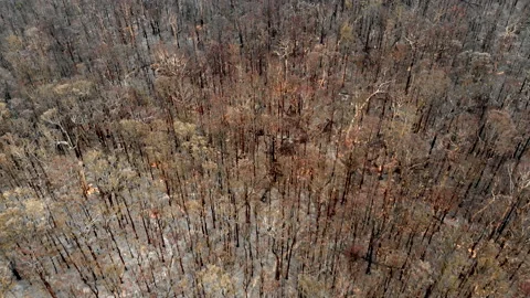 Wild Fire Aftermath Stock Footage 158519763