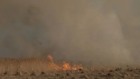 Wild fire, burning cane in the slough. Video stock 106191368
