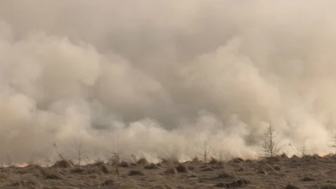 Wild fire, burning cane in the slough. Video stock 106191369