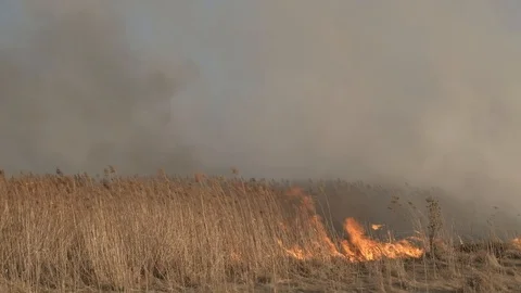 Wild fire, burning cane in the slough. Video stock 106191370