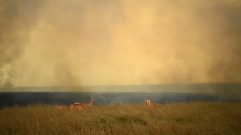 A wild fire burning dry grass causing huge, black smoke to rise in the air. Vídeos de archivo 332409496