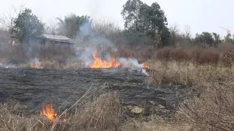 Wild fire burning Stock Footage 86645238