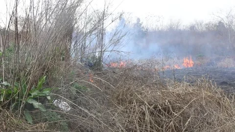 Wild fire burning Stock Footage 86645330