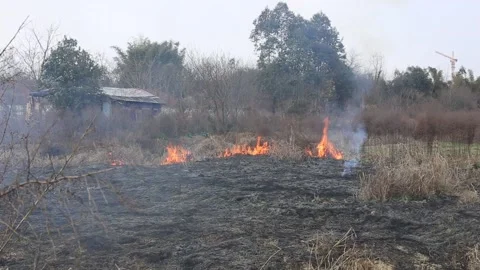 Wild fire burning Stock Footage 86645407