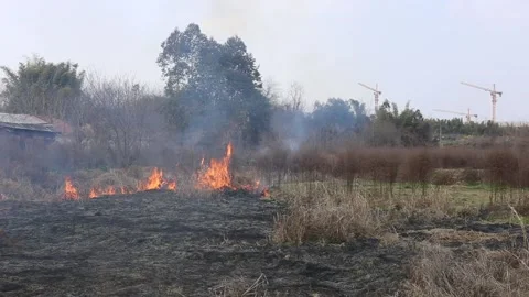 Wild fire burning Stock Footage 86645458