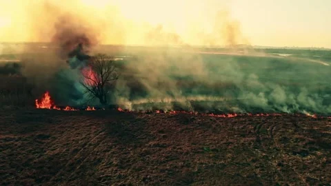 Wild fire. Burning grass Vídeos de archivo 131708851