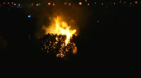 Wild fire burning tree Video stock 858064