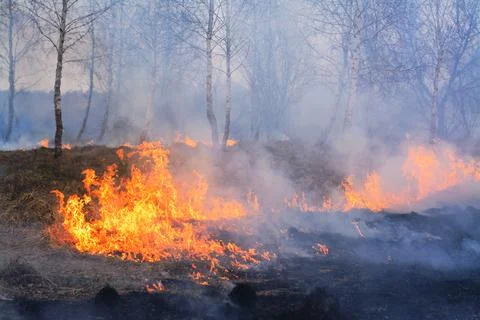Wild fire burns young birch trees Stock Photos