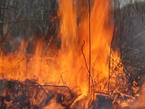 Wild Fire Stock Footage 80993447