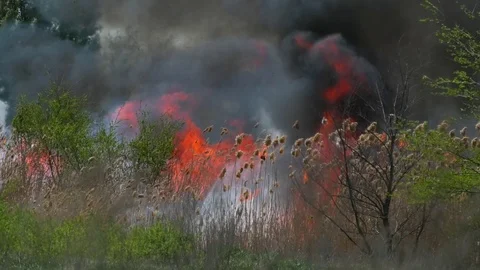 Wild fire Vídeos de archivo 89466438