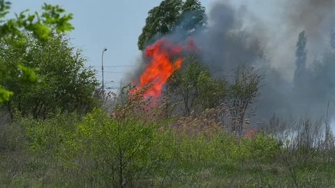Wild fire Vídeos de archivo 89466439