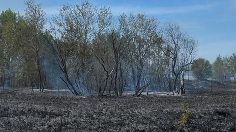 Wild fire Vídeos de archivo 89470036