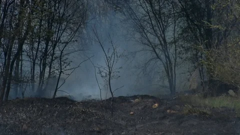 Wild fire Vídeos de archivo 89470097