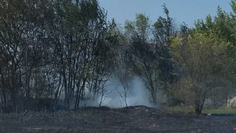 Wild fire Vídeos de archivo 89470655