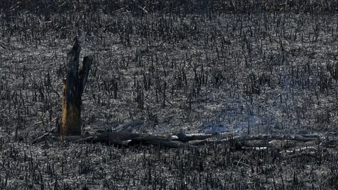 Wild fire Vídeos de archivo 89472012