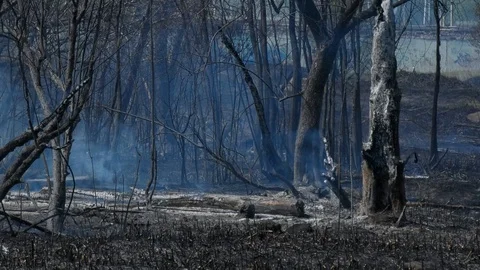 Wild fire Vídeos de archivo 89472491