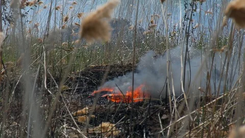 Wild fire Vídeos de archivo 89472655