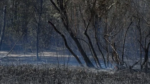 Wild fire Vídeos de archivo 89473819