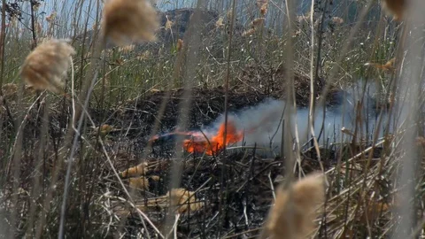 Wild fire Vídeos de archivo 89473874