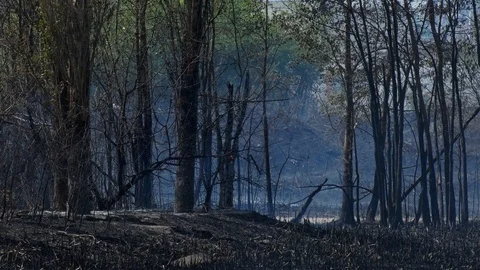 Wild fire Vídeos de archivo 89474064