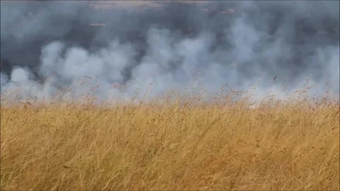 Wild fire Stock Footage 158601082