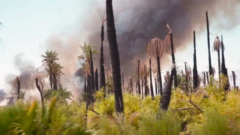 Wild fire forest with palm trees smoke rising Stock Footage 118672456